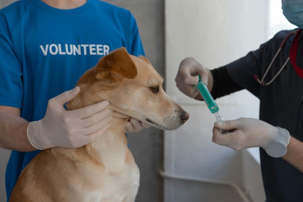 Veterinary check ups