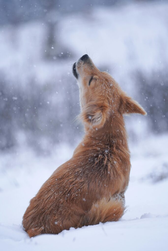 dog communication